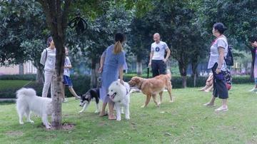 强烈呼吁或请求国家禁止城市养狗。
现在很多养狗人已经把狗当做子女来抚养甚至超越。