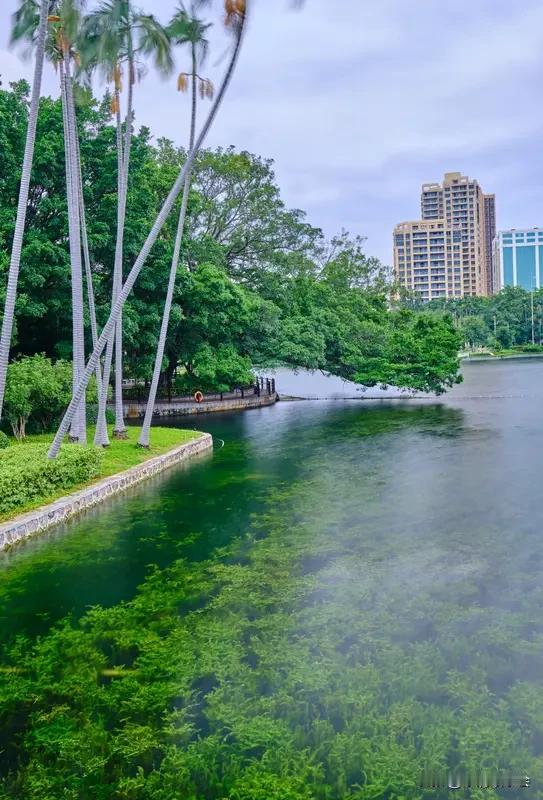 公园湖边简直就是宝藏拍照地，随手一拍都是美景！
之前去公园，我就在湖边狠狠出片。