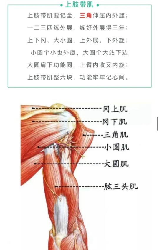 全身肌肉口诀