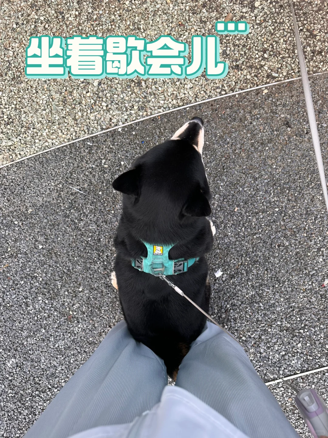 狗：我坐会儿再陪你遛弯