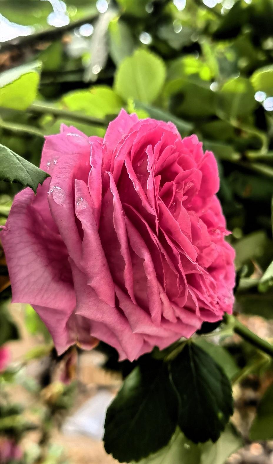 粉嫩玫瑰，娇艳欲滴，惹人怜爱！🌹💕