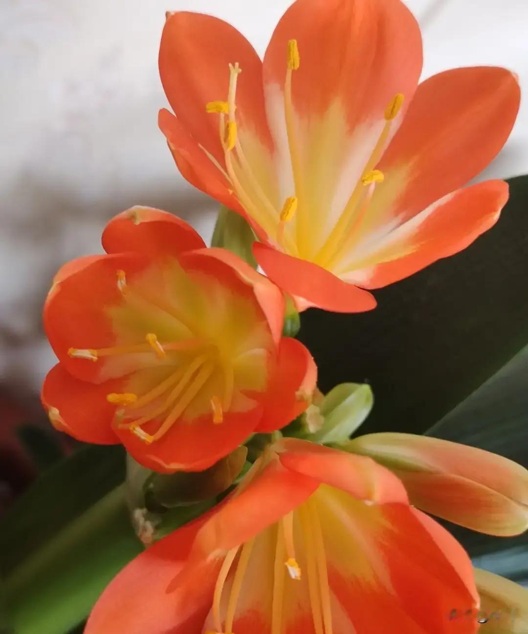 阿琳昨天像打仗。

上午把旧羽绒服送到镇里裁缝铺，特意让师傅把袖口改窄，好盖住我