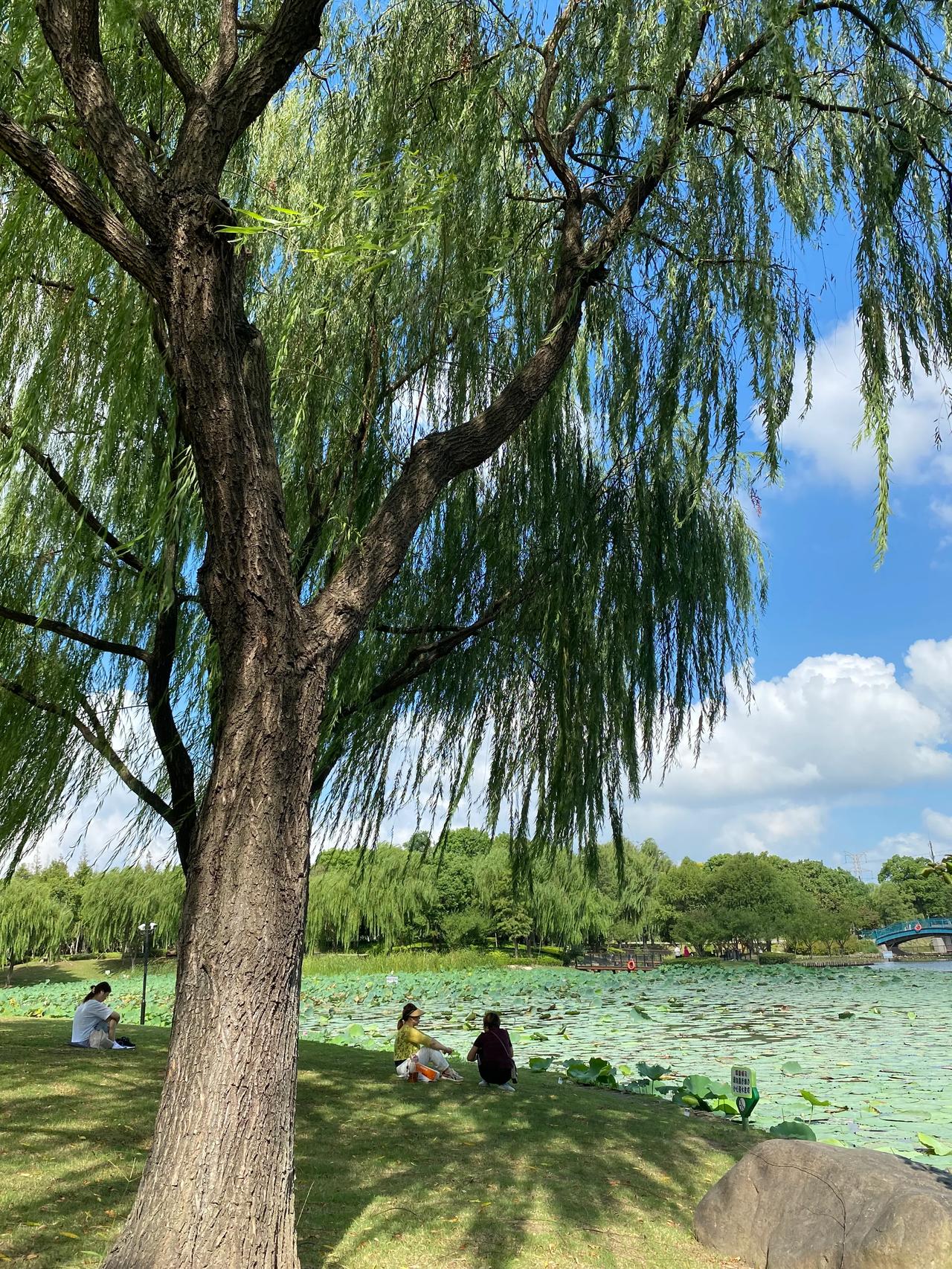 自在！

早上和女儿骑车兜风，在公园的草地上看搬运食物的蚂蚁，看天空飘动的云，看