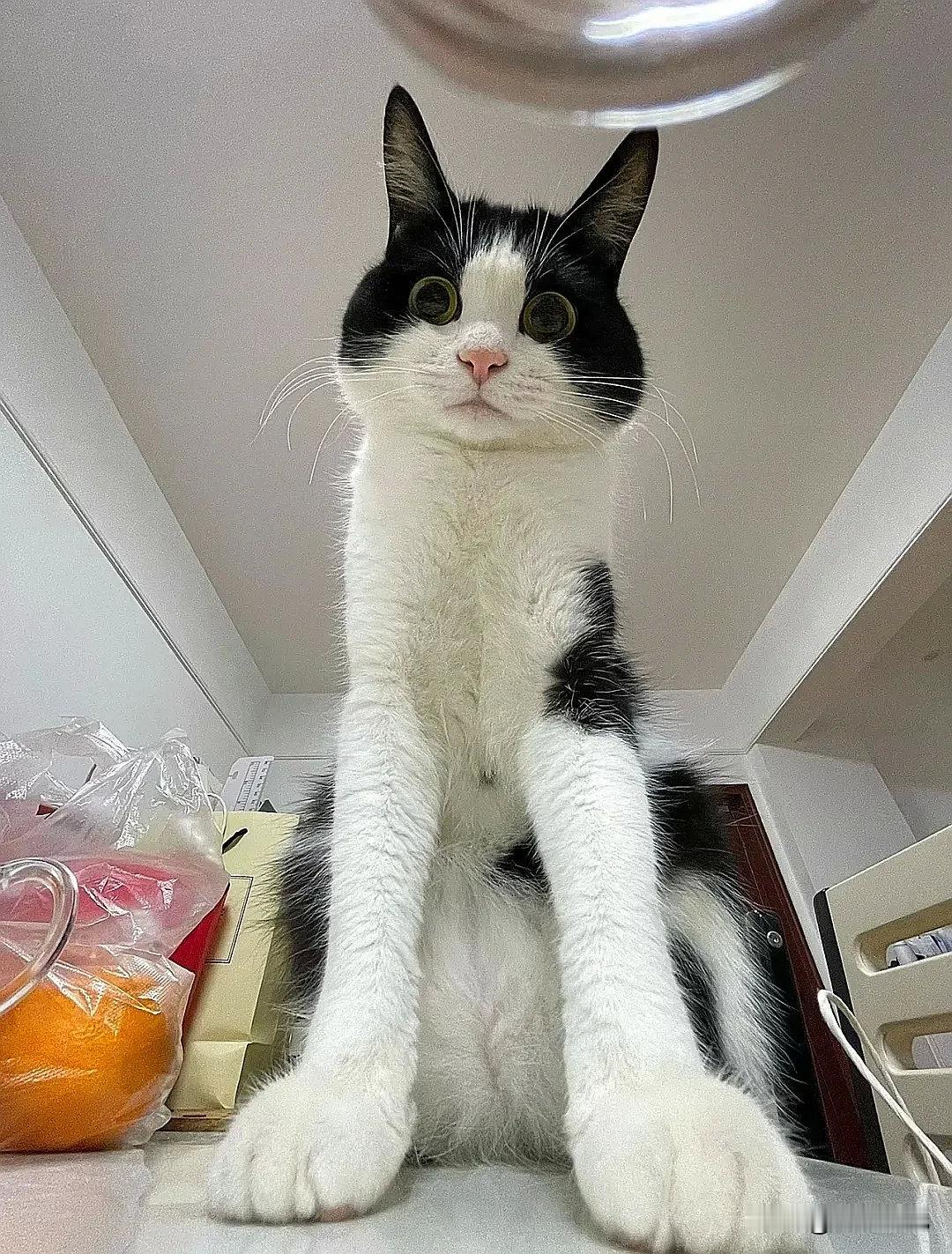 头以下全是腿～