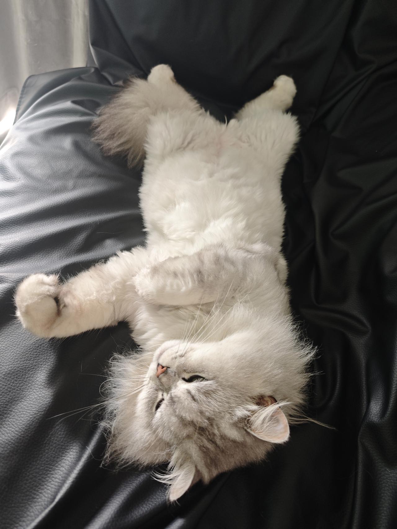 白猫卧黑垫，静享午后闲。

慵懒猫咪的惬意时光🐱💤