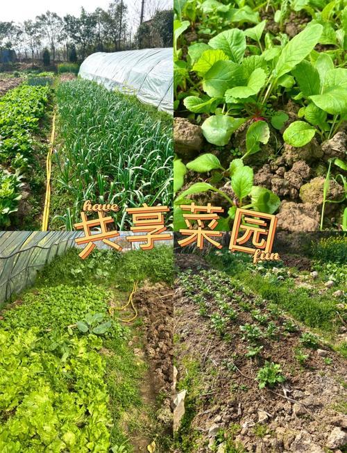 租地种菜成了一种时尚，合肥以前那些闲置的空地，成了连片的城共享菜园，刚好戳中了合