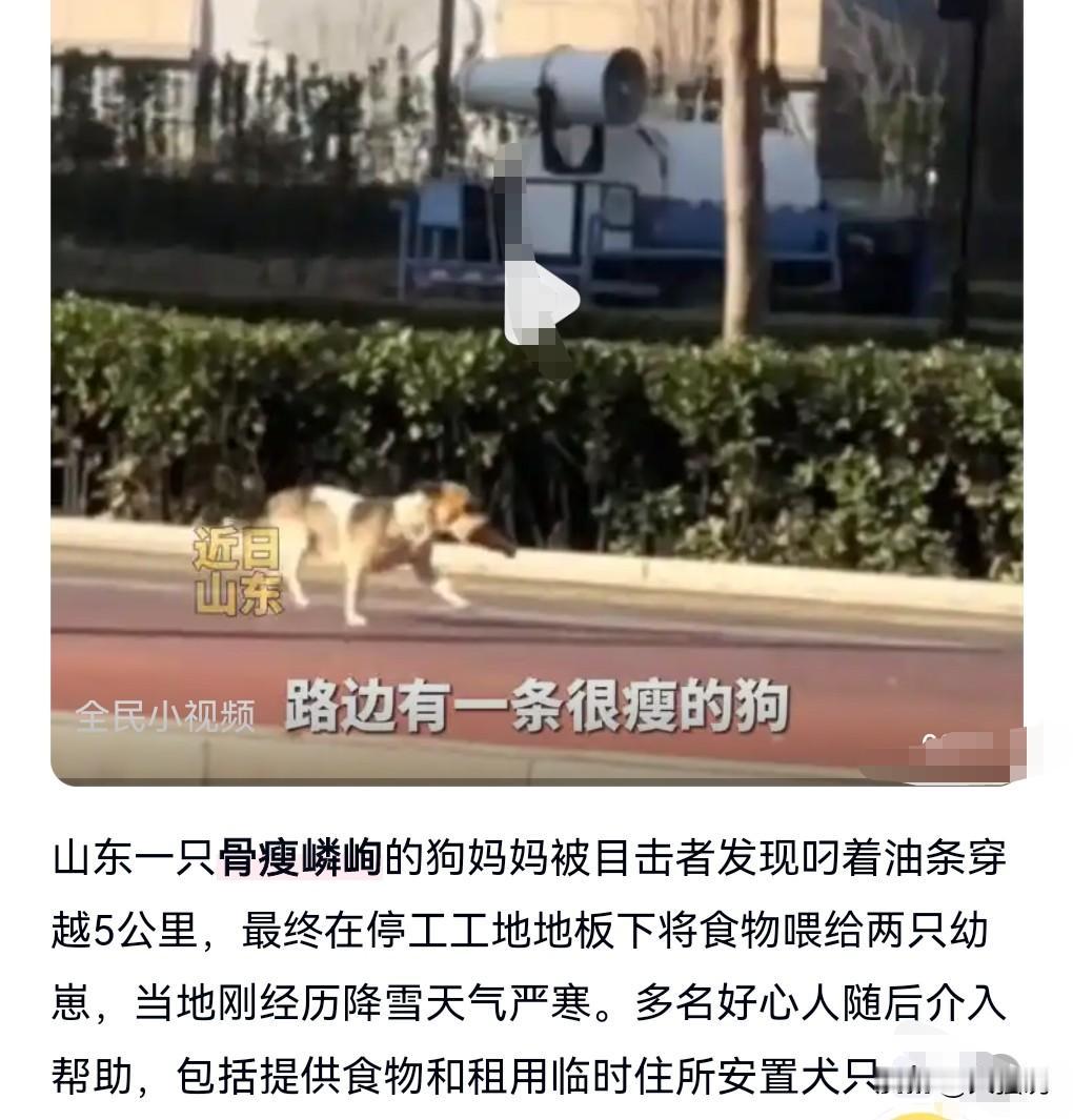 母爱在动物界都是相通的。
狗妈妈叼着油条，跨越五公里投喂幼崽。

这真的是太伟大