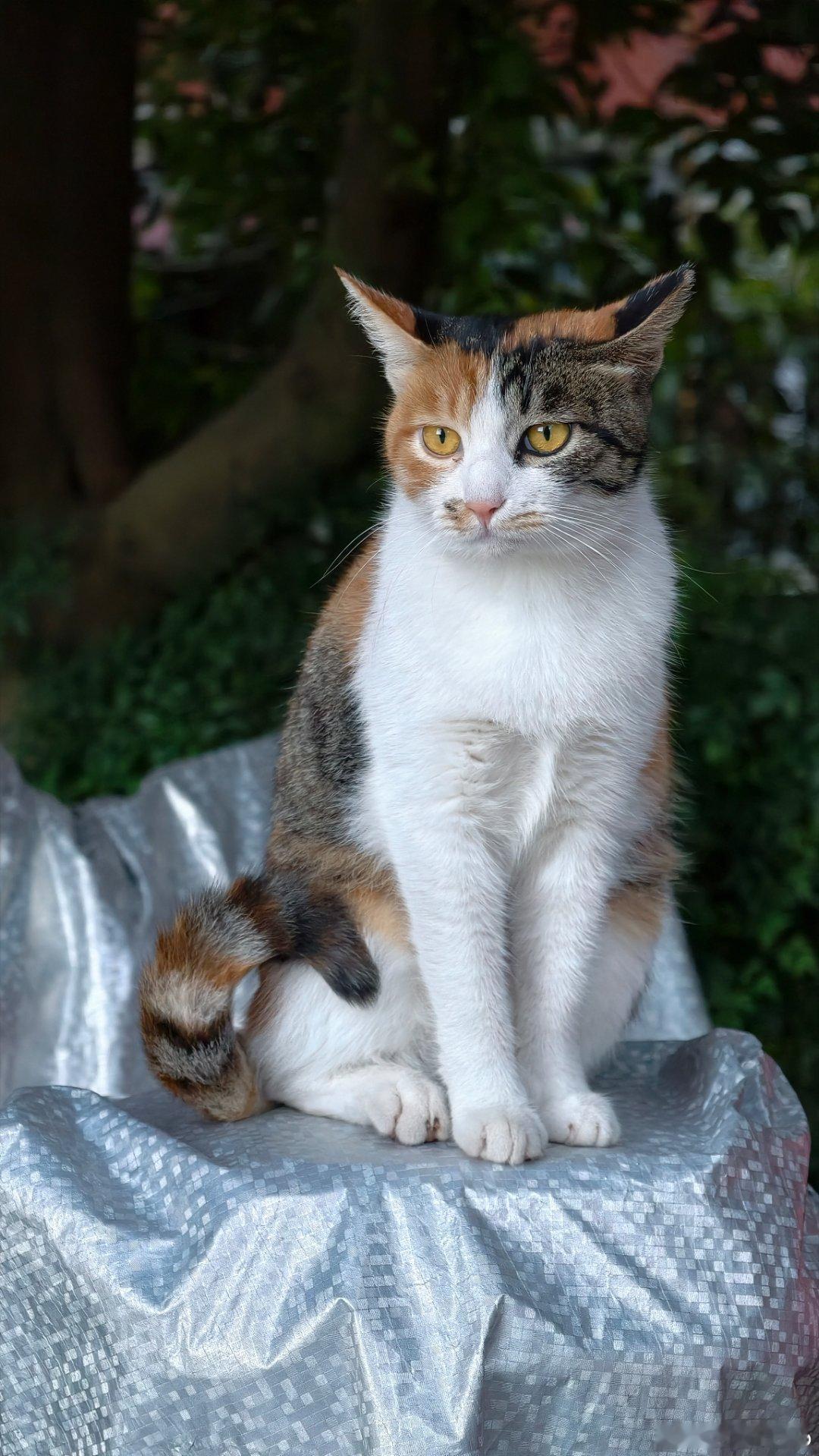 🐱 