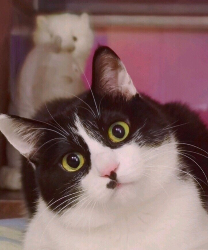 任何事发生我将以如下表情应对：daily奶牛猫 （投稿：） 