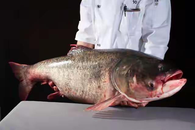 这条重达105斤的巨型鱼，犹如大自然的馈赠，让无数钓鱼爱好者兴奋不已。它不仅代表