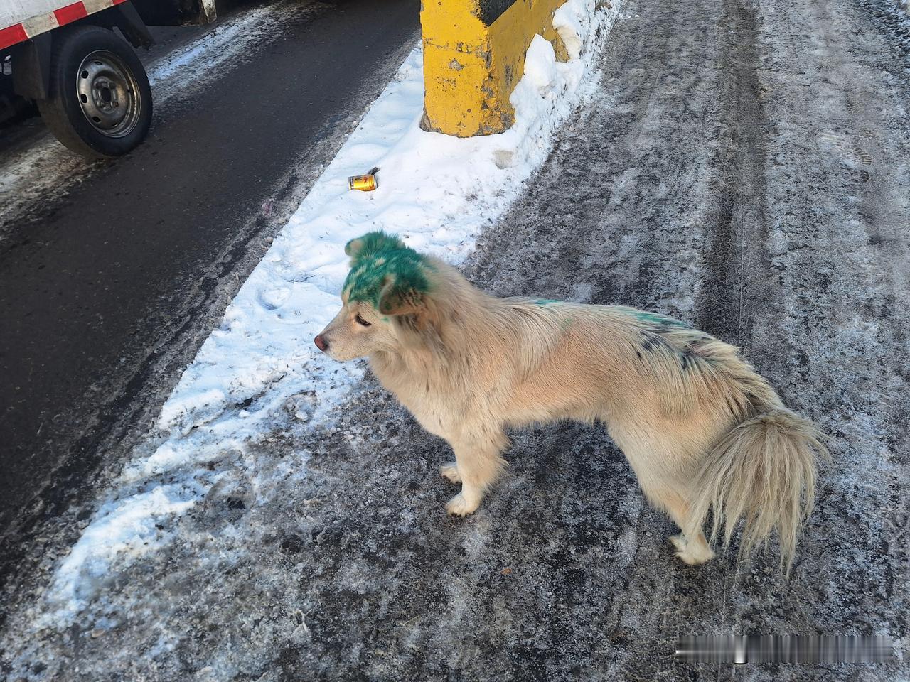 问它为啥绿了，它语重心长地指出，“要想生活过得去，头顶就要有点绿”，“狗全性命于