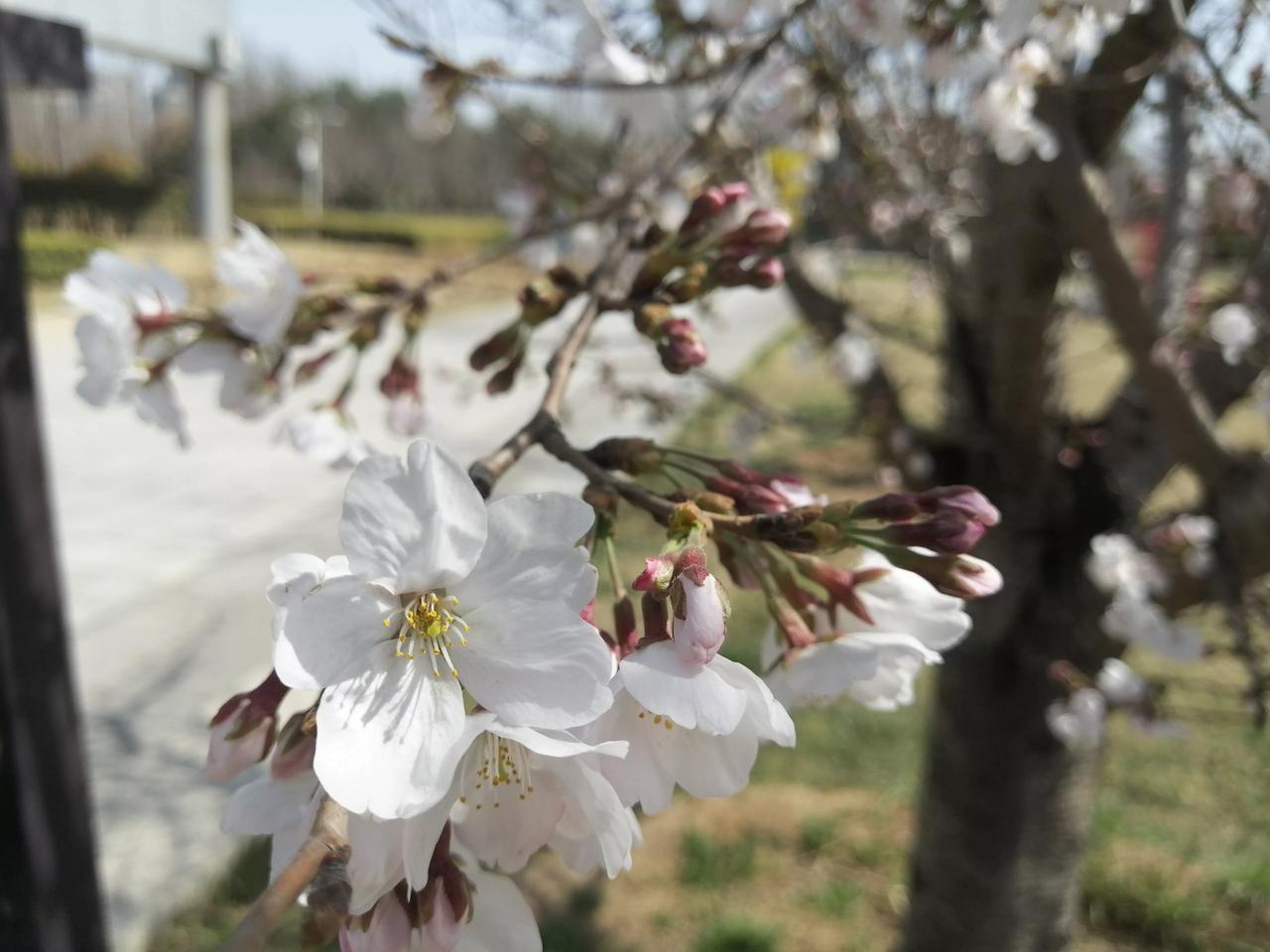 #春日生活打卡季#今日春分，平原示范区凤湖边的樱花开放了，凤湖也泛起朵朵水花，等