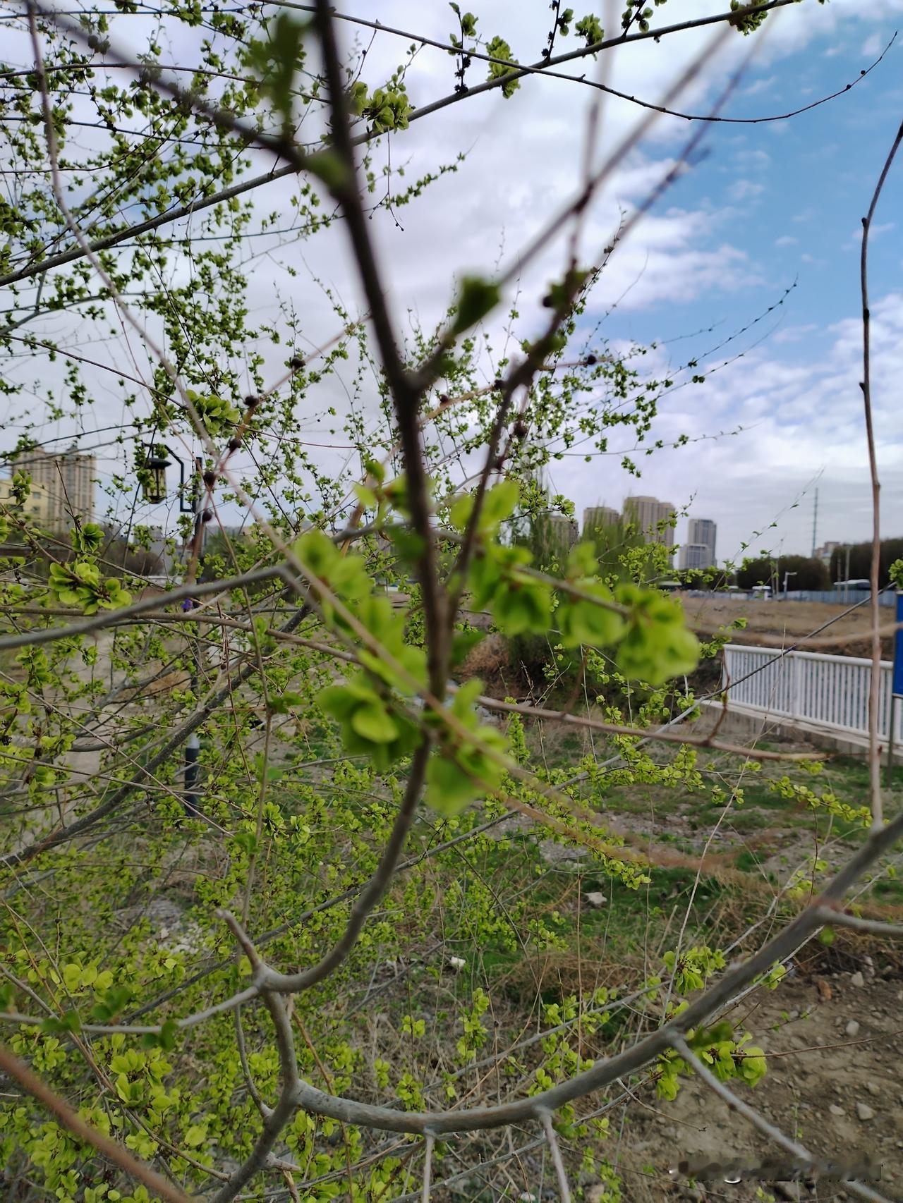 又到了一年一度撸榆钱的季节，大街小巷只要能看到榆钱的地方，就能看到人们提着塑料袋