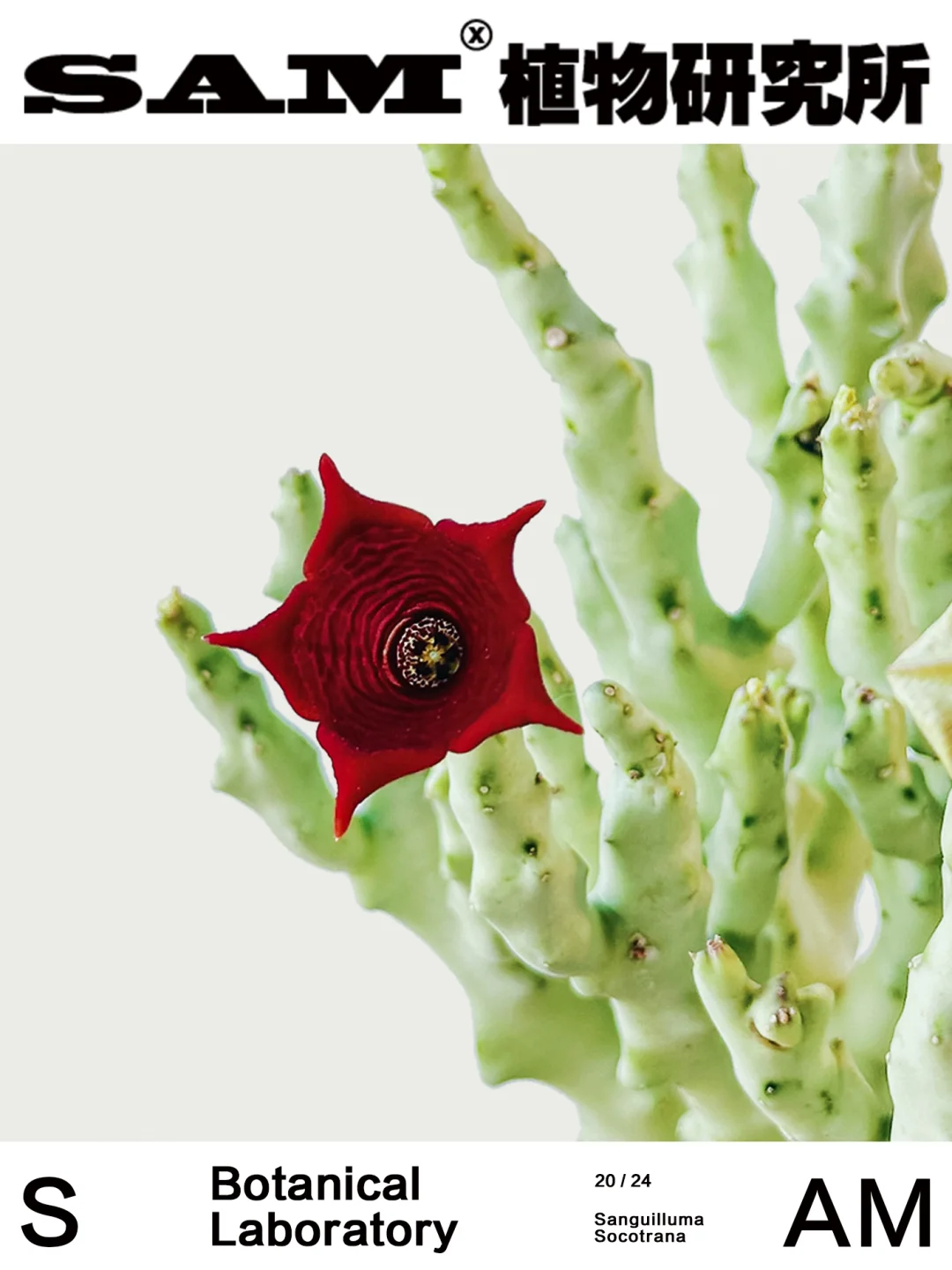 白珊瑚萝藦｜Caralluma Socotrana