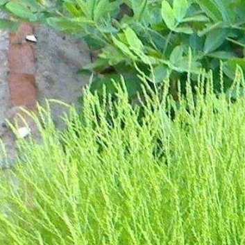 种植 🌱地肤的栽种方法和注意事项如下：一、栽种方法：1. 选择合适的地点： 选