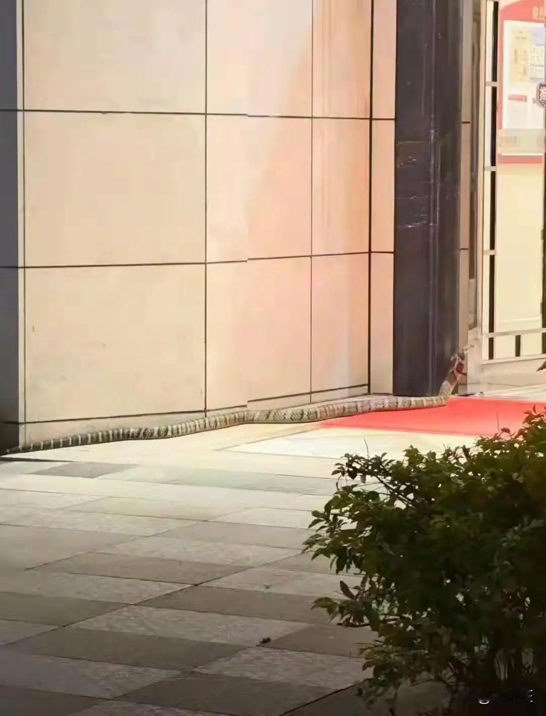 两米左右斑纹大蛇现居民楼吓退老人！楼道惊魂一幕，看完后背发凉
 
老人刚拧开家门