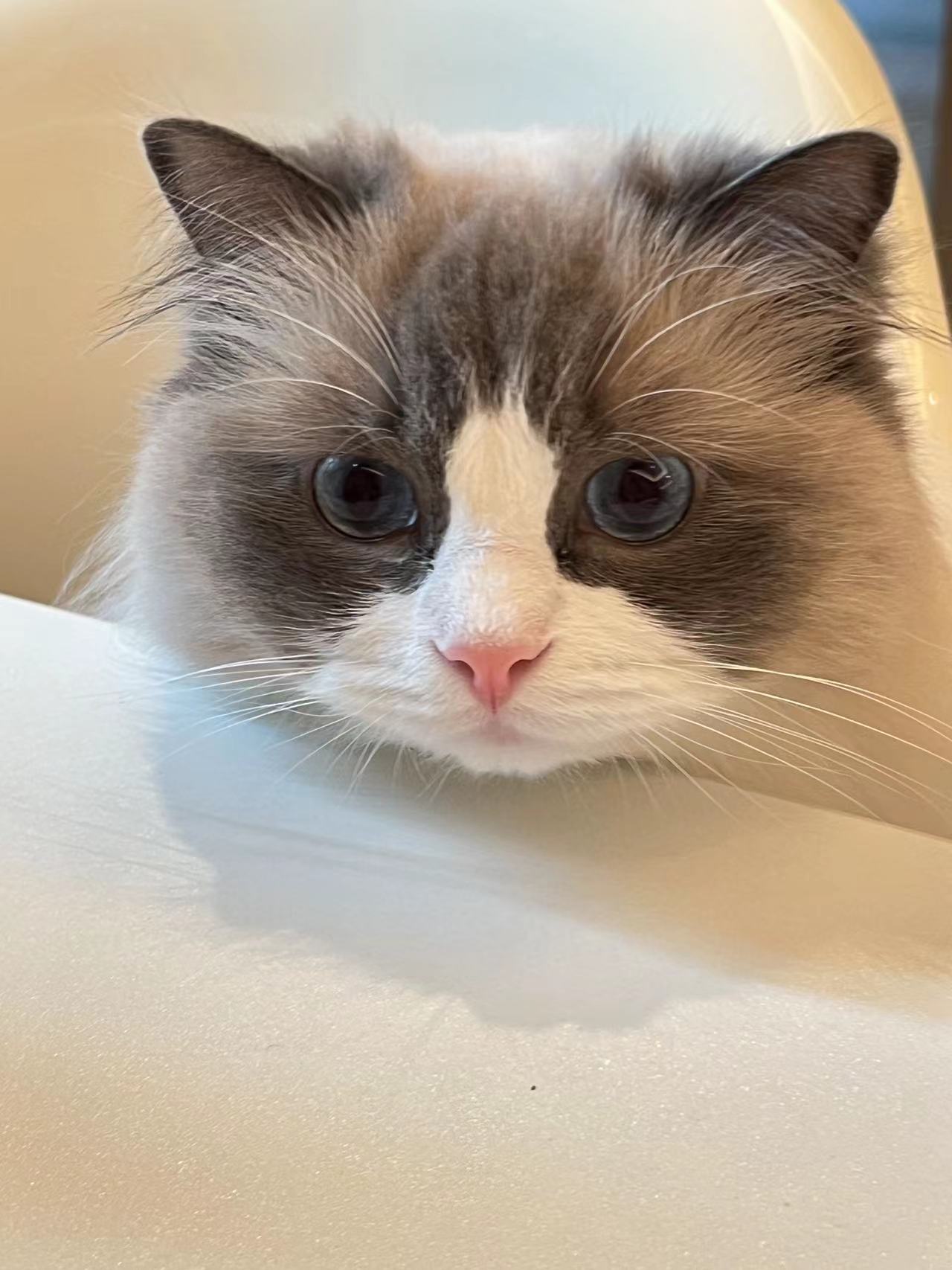 🐱：吃饭也不叫人家哦（家长） ​​​