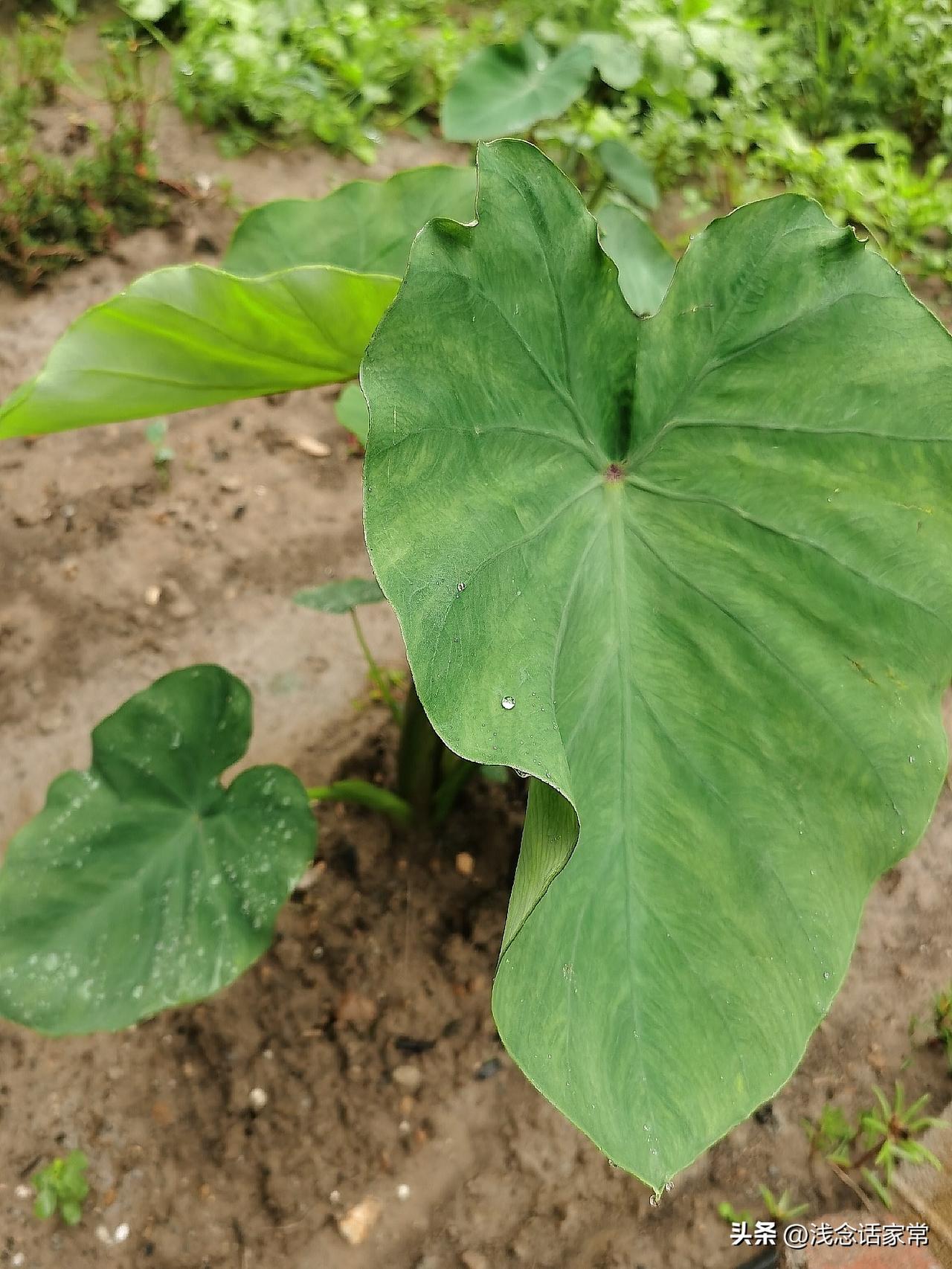 芋头种植和培土技术,你了解吗?
好多人种芋头个头小、产量上不去，不光要做好培土，