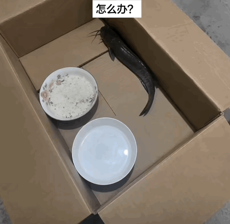 这鱼有点儿毛病，
不喝水也不吃饭，
麻烦。