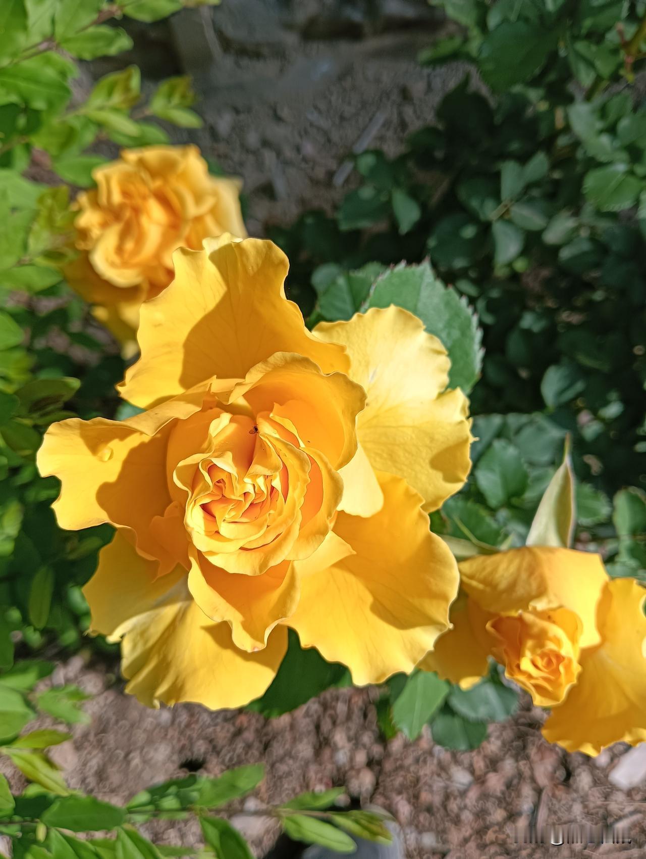 阳光下的黄色玫瑰，绽放出温暖与美丽。🌹🌞