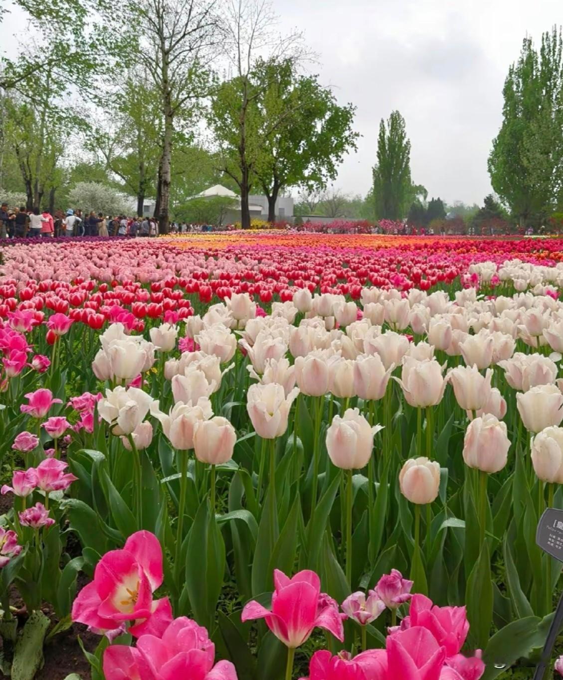 春日生活打卡季 深度践行“公园20分钟效应”。不花钱，不费力气，只是坐在草地上发