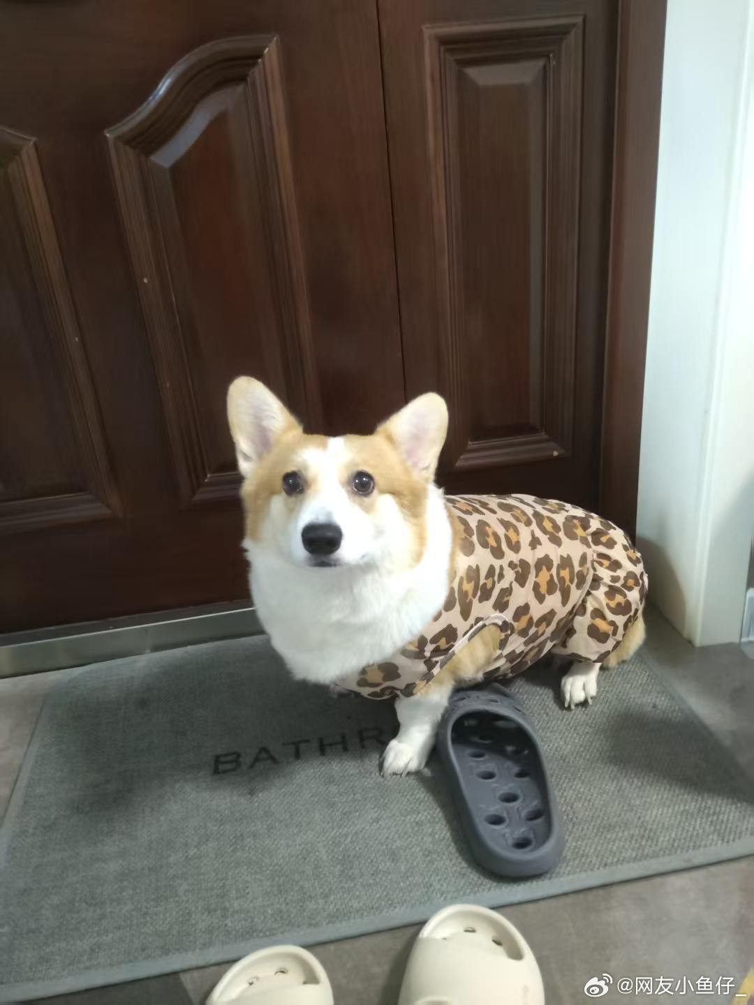 豹纹圆 ​​​
