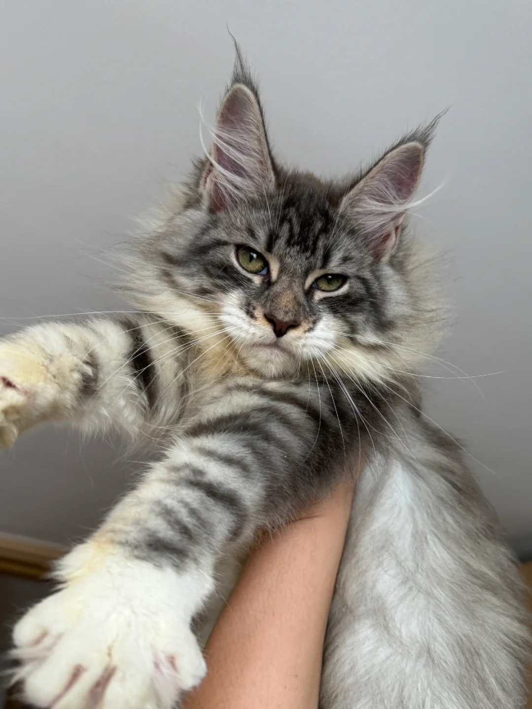 缅因｜翻新小猫（仅展示）