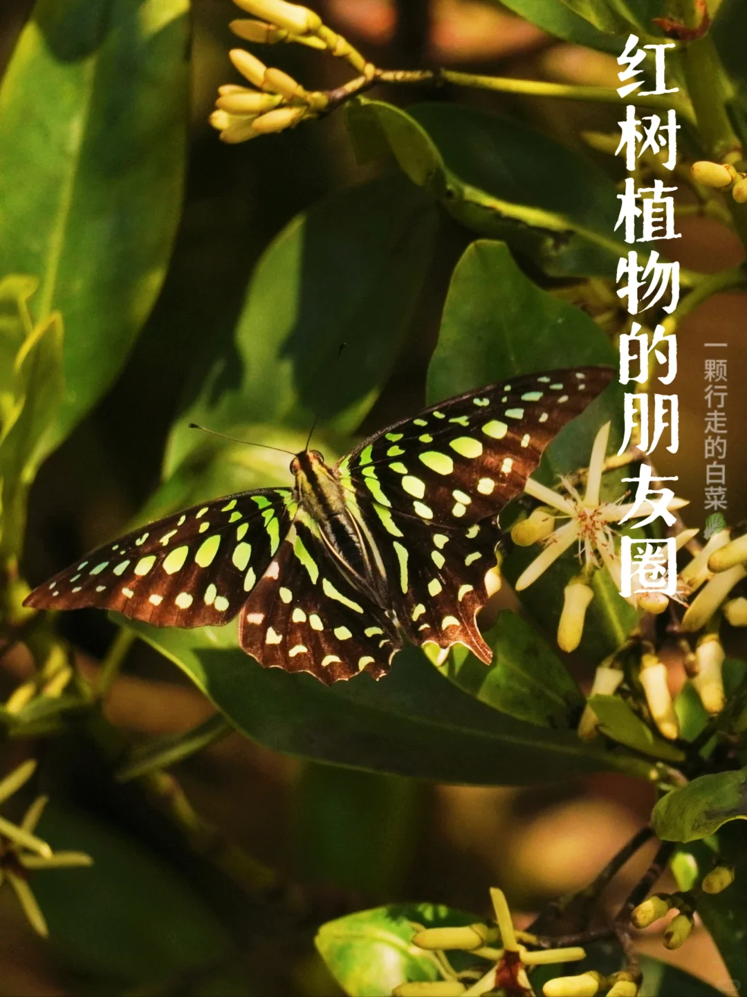 深自然 | 逛逛红树发现了红树们的“朋友”