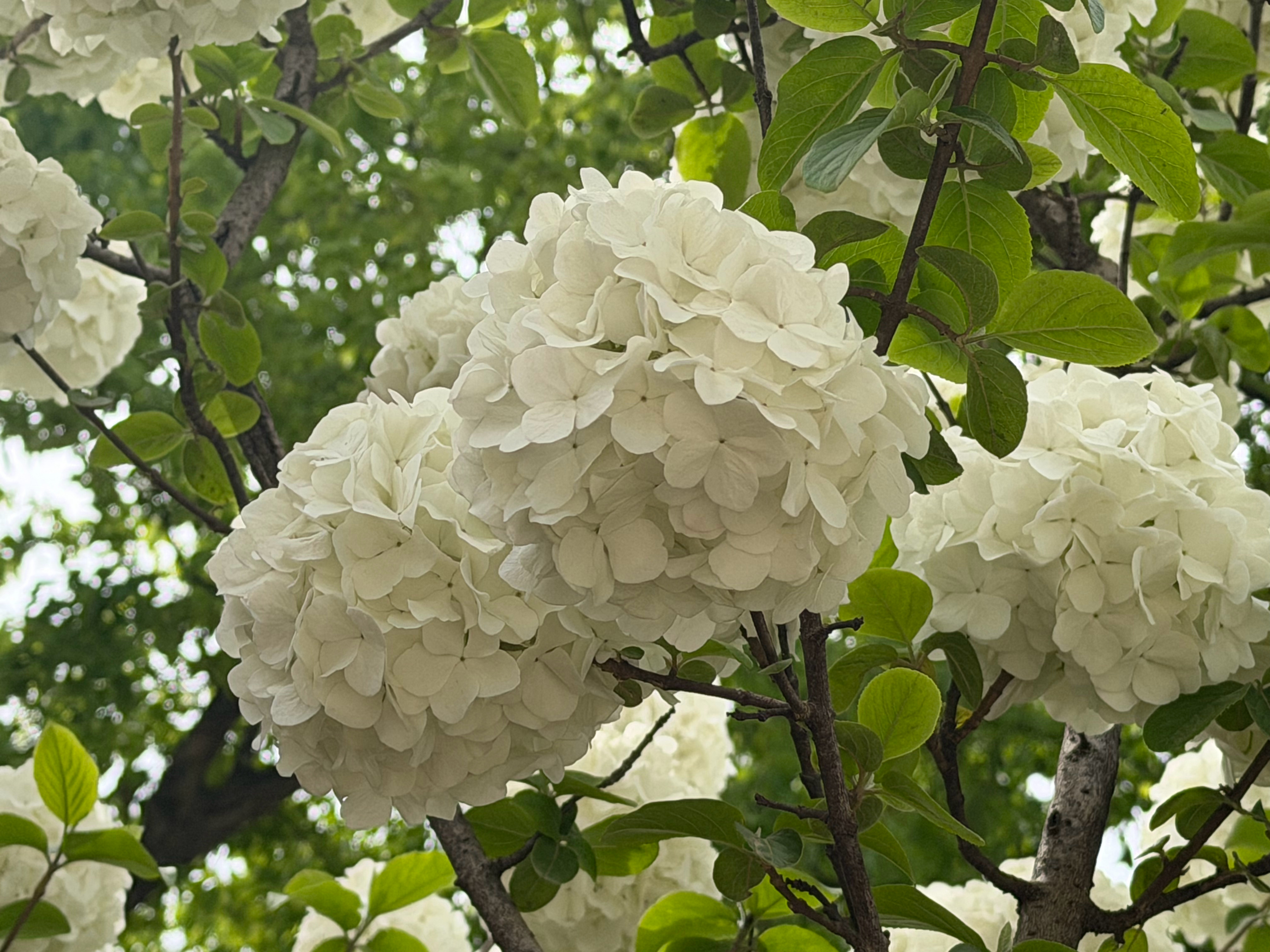 这几天拍的好看的🌸 