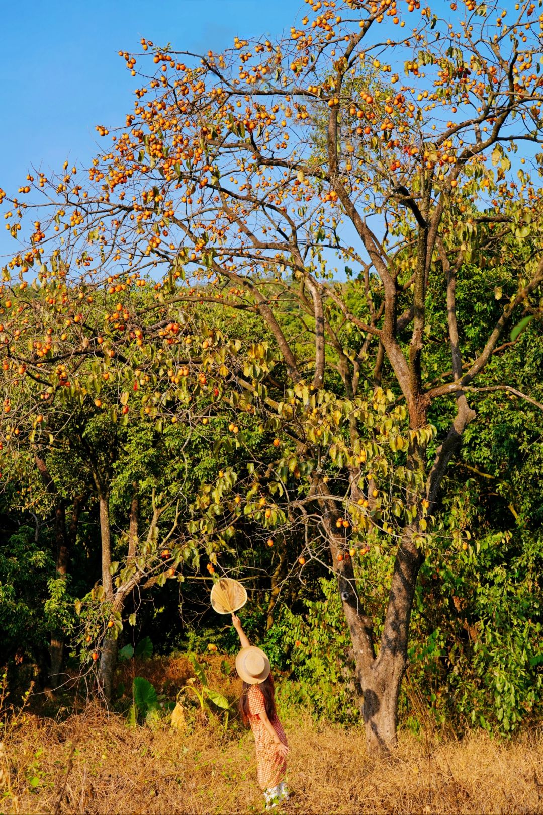 广州从化柿子熟啦❗️秋天氛围感拉满