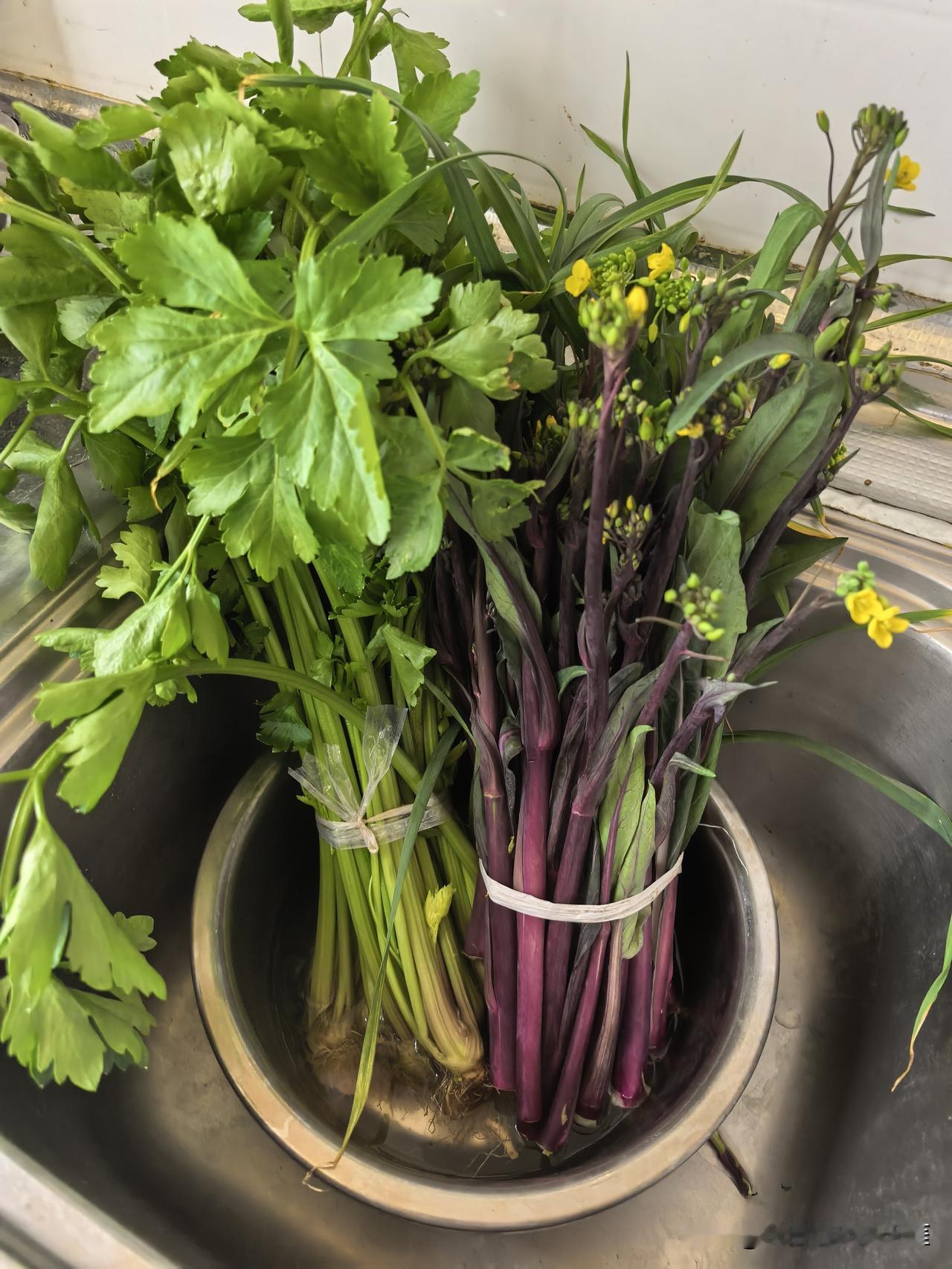 晒图笔记大赛不放冰箱保鲜蔬菜最简单有效的办法：把蔬菜根部或底部放在有一点点水的盆