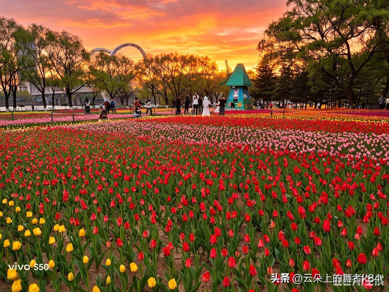 分享郁金香照片花海映夕阳