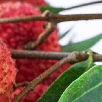 0000荔枝的种植方法一、土壤荔枝树在温暖地区中黏土中生长会更好，它对土壤的要求