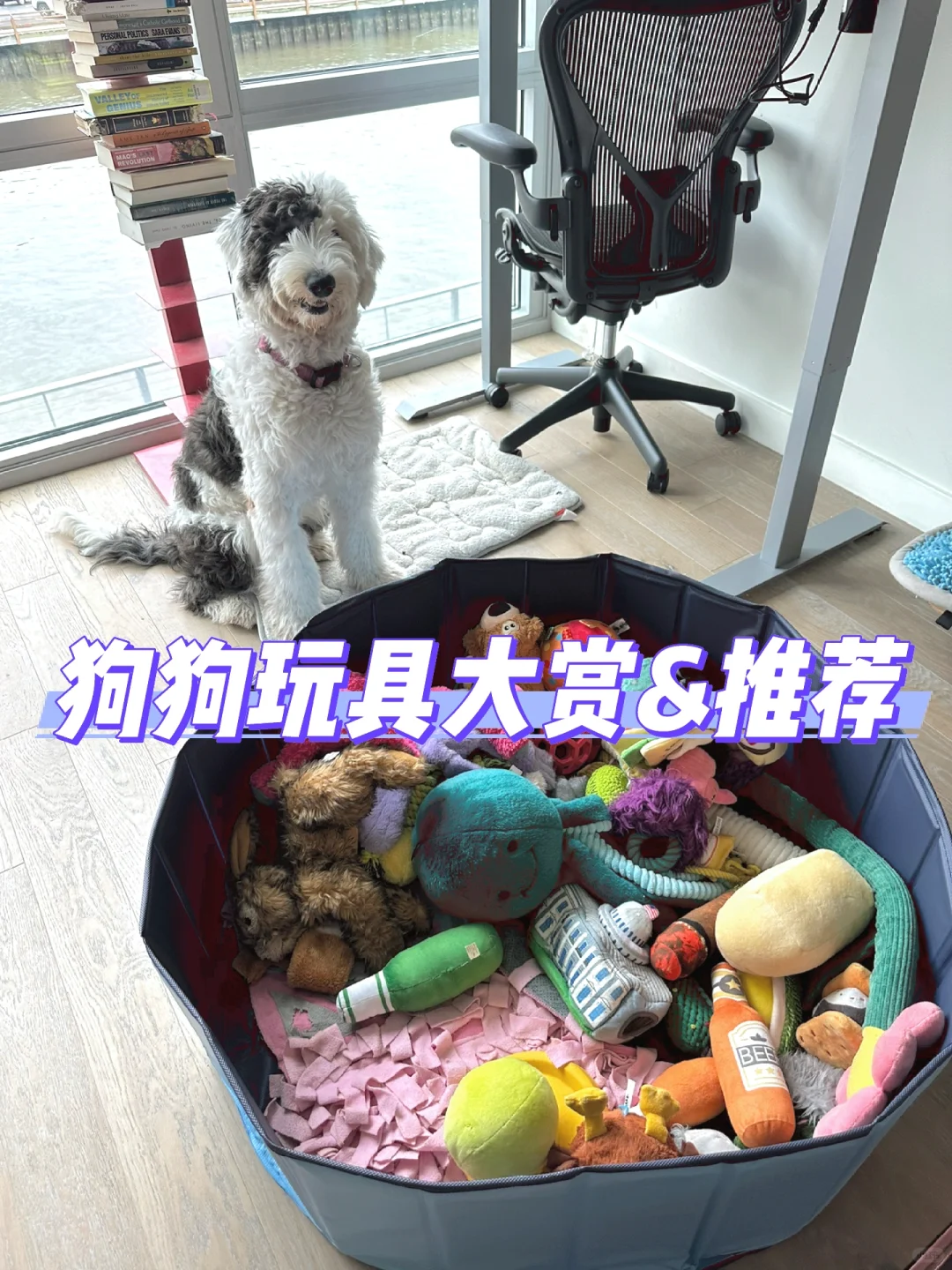 🐶狗狗玩具大赏&功能分类推荐