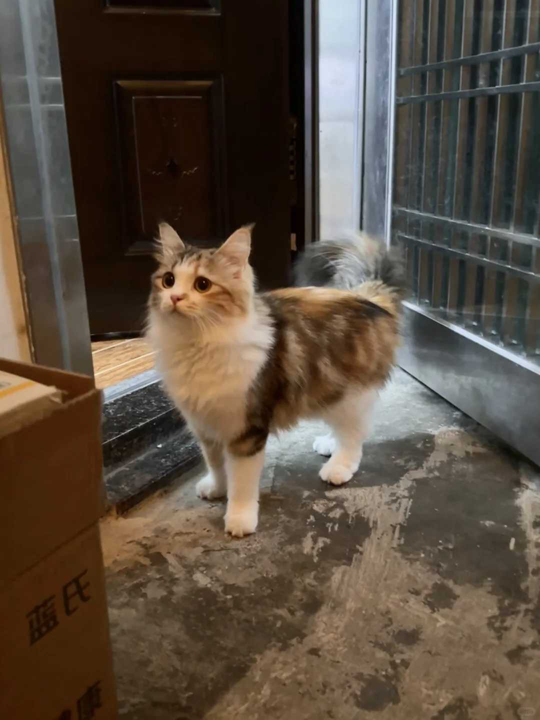 有这样的小猫在门口等着 你几点回家