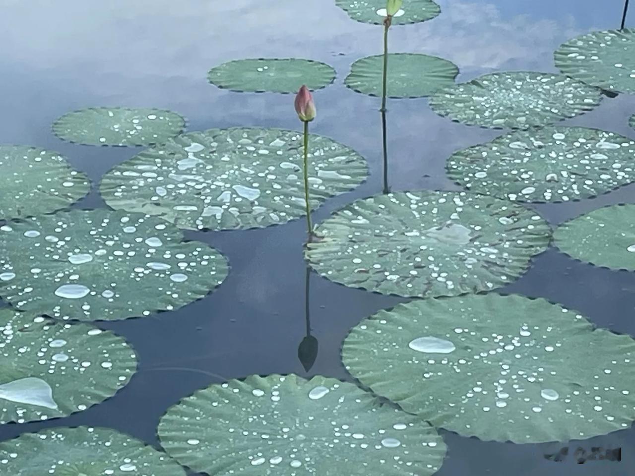 【七绝·半亩方塘】
半亩方塘吐翠微，
天蒸地烤见蝶飞。
人生百味酸甜里，
沉李浮