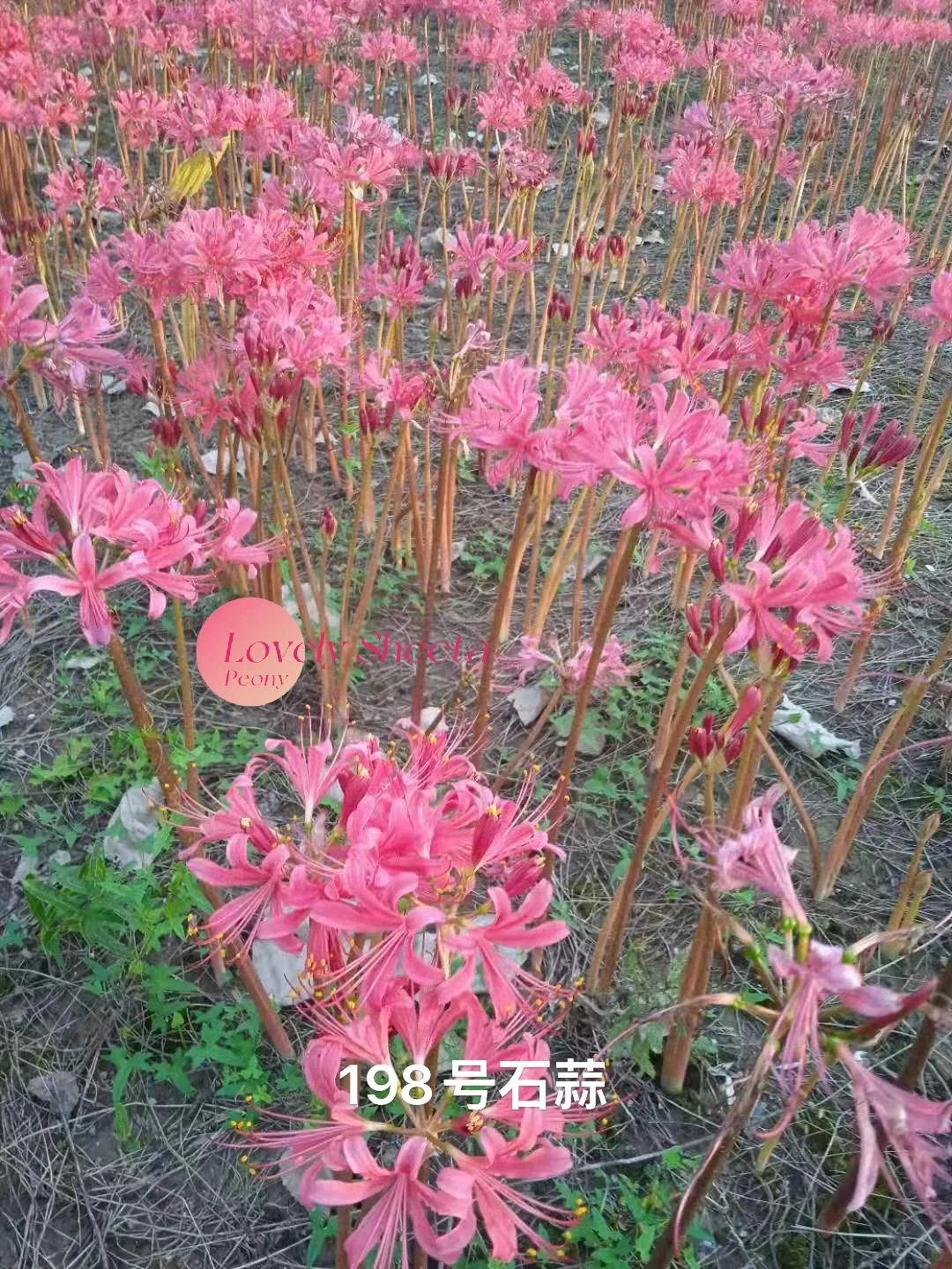 持续供应80万支石蒜鲜切花 国内4大产区