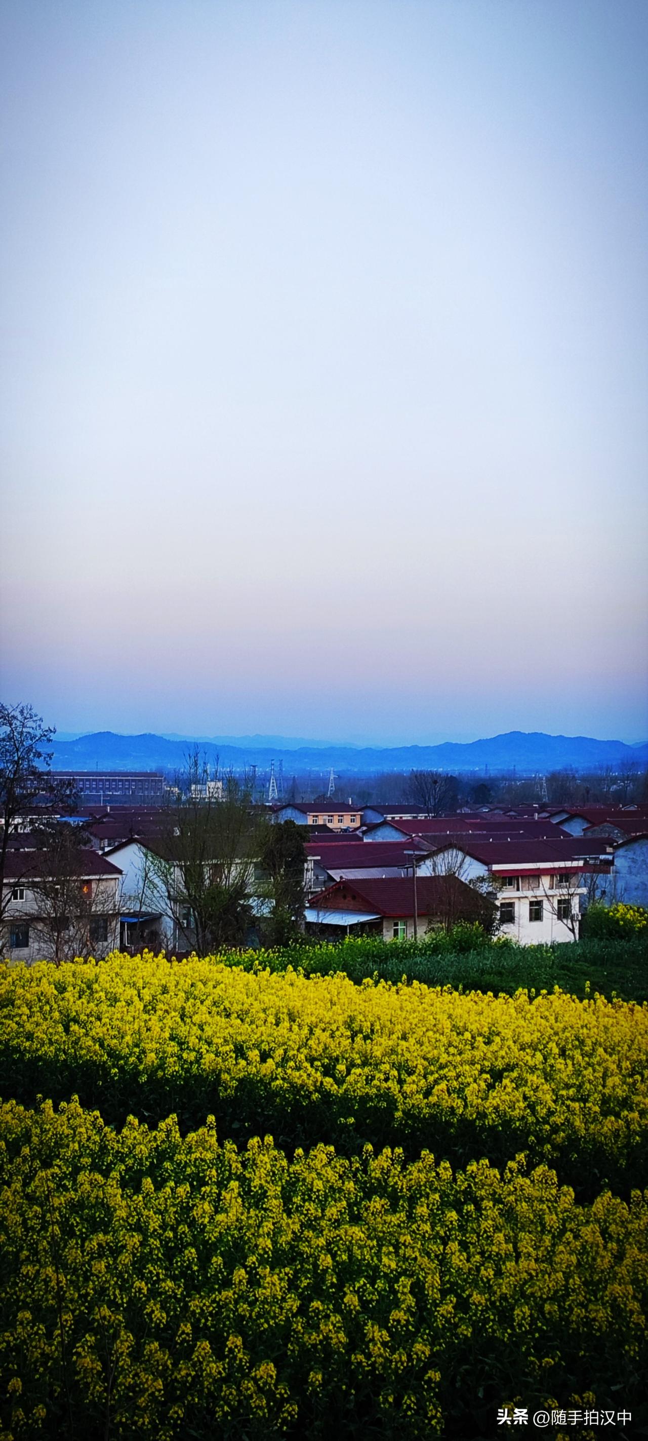 集卡领红包这几日进入观花最佳期。油菜花在山野乡间随处可见，房前屋后一簇簇的摇曳着