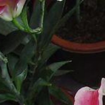 百合种植方法：一、‌种植时间‌：‌食用百合‌：通常在春季的3-4月份进行种植，也