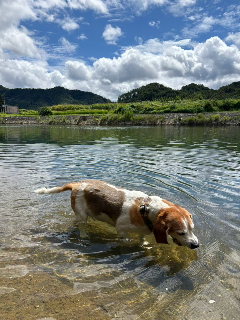 我在沙湾很想你 