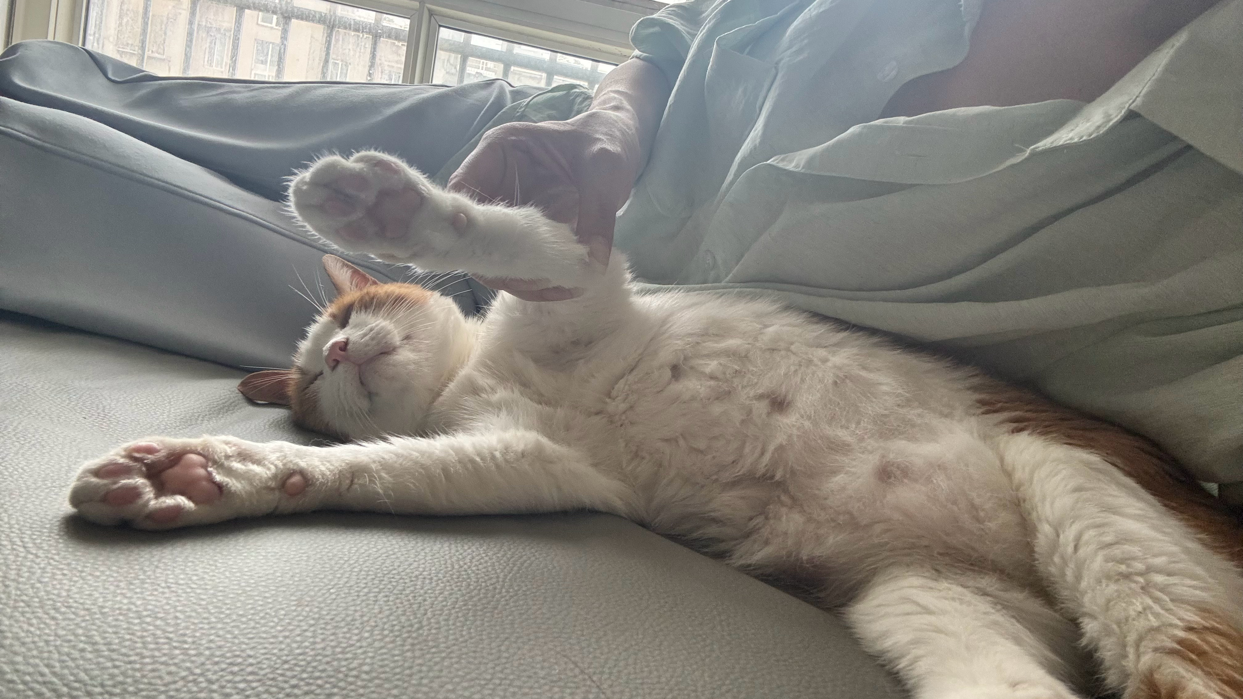 🐈这是睡得有多香