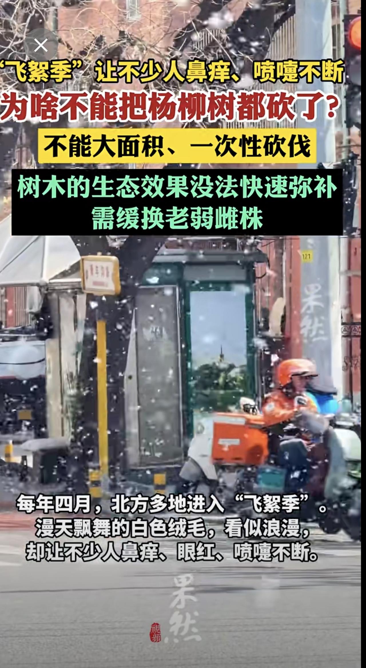 为什么不能把杨柳树都砍了？官方回应