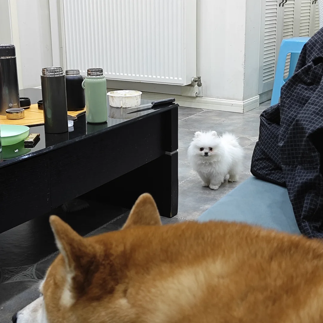 狗狗每天在家带娃，也会燃尽