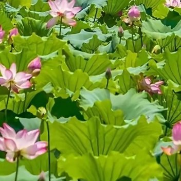 杭州的人间四月天真的让人美哭了迎面向您走来的的是断桥残雪 