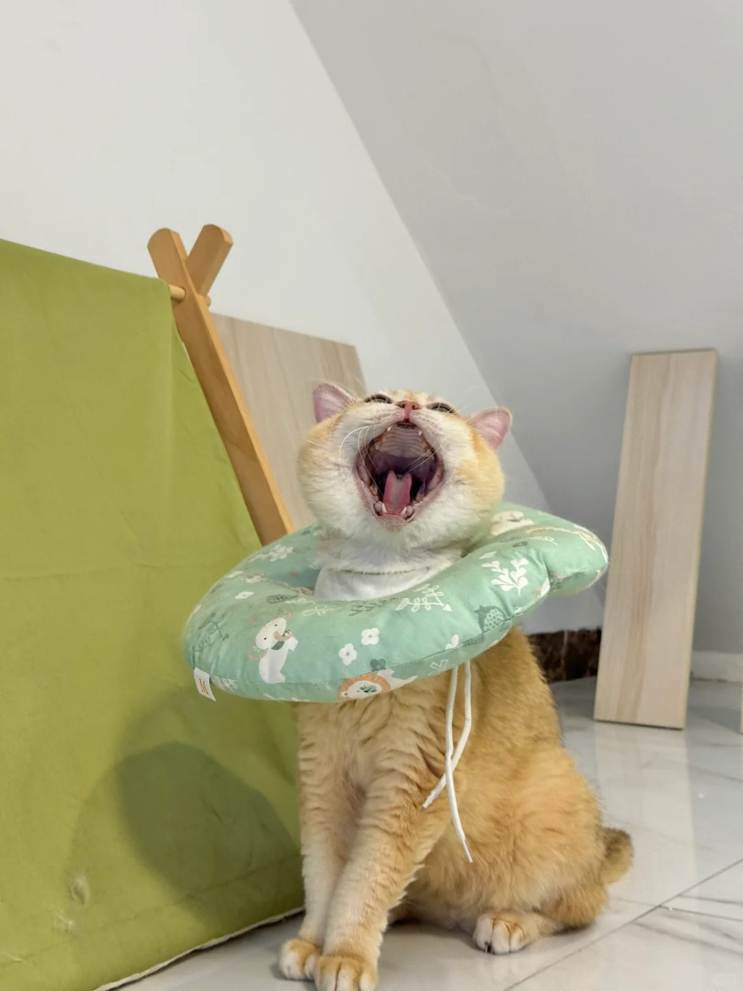 🇭🇰調養期間的貓貓💛性格很好的貓貓