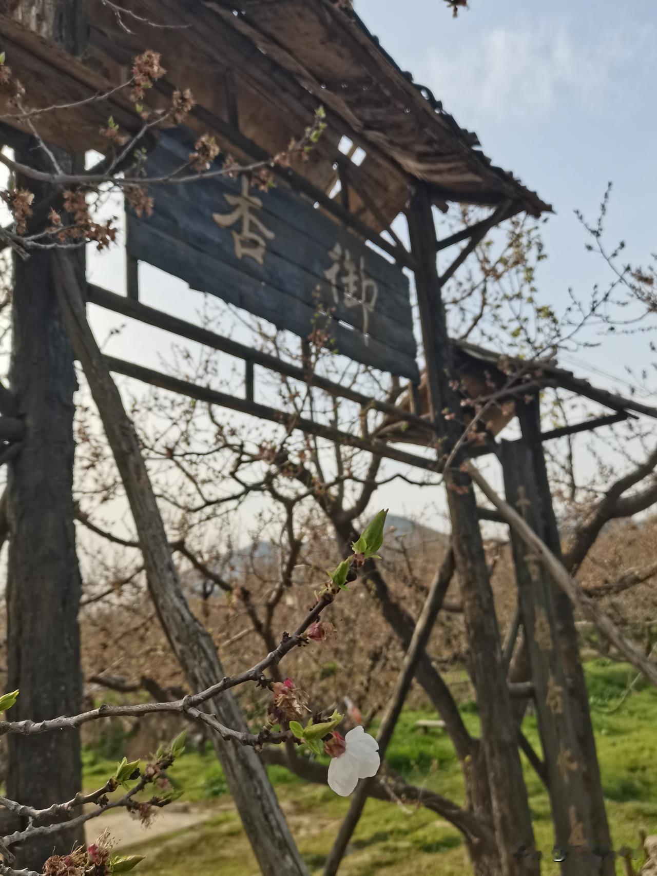 繁华落尽才见生活本色。
下午心血来潮，去礼泉的山底村闲游，看到高大的杏园尽是残花