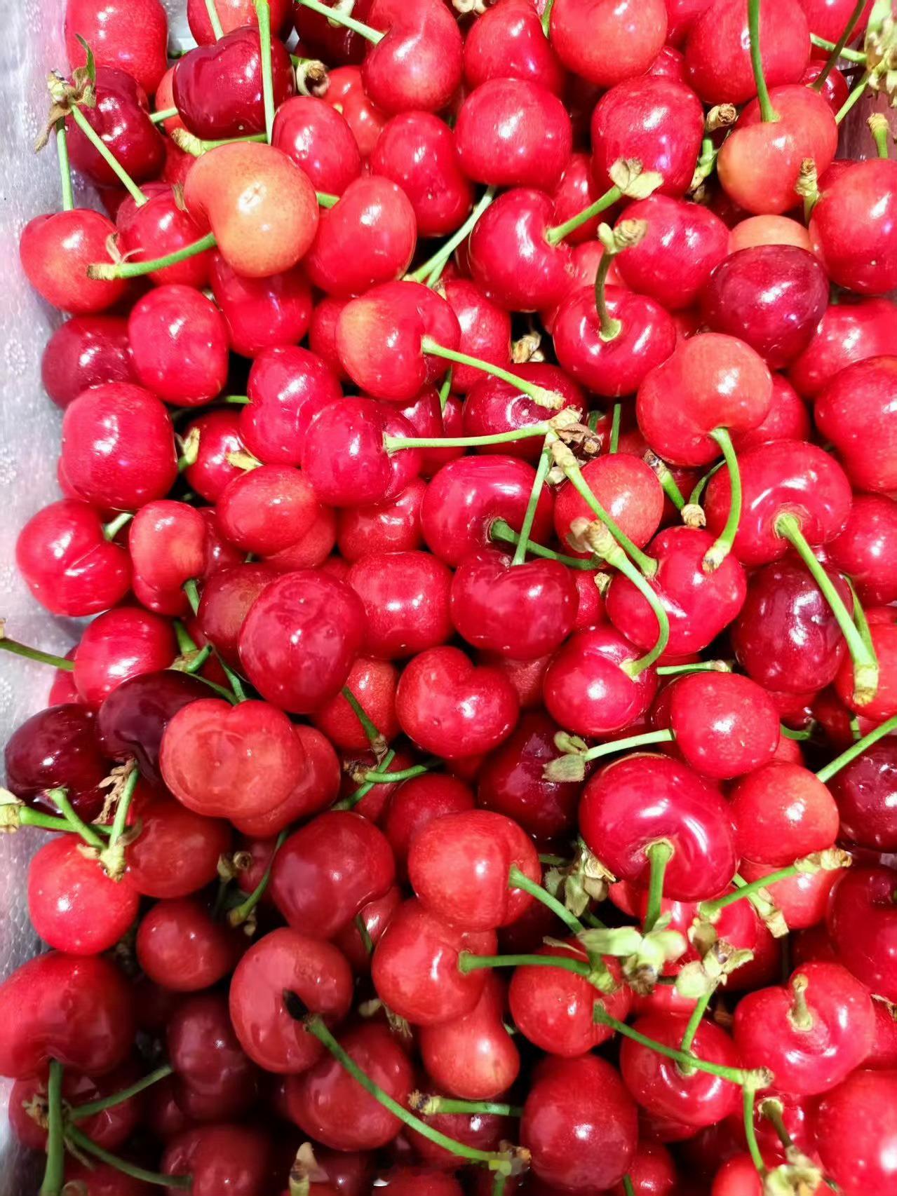 商家称车厘子价格还能降 新鲜劲过了，今年一个没吃，还是觉得山东大樱桃好吃，等来年