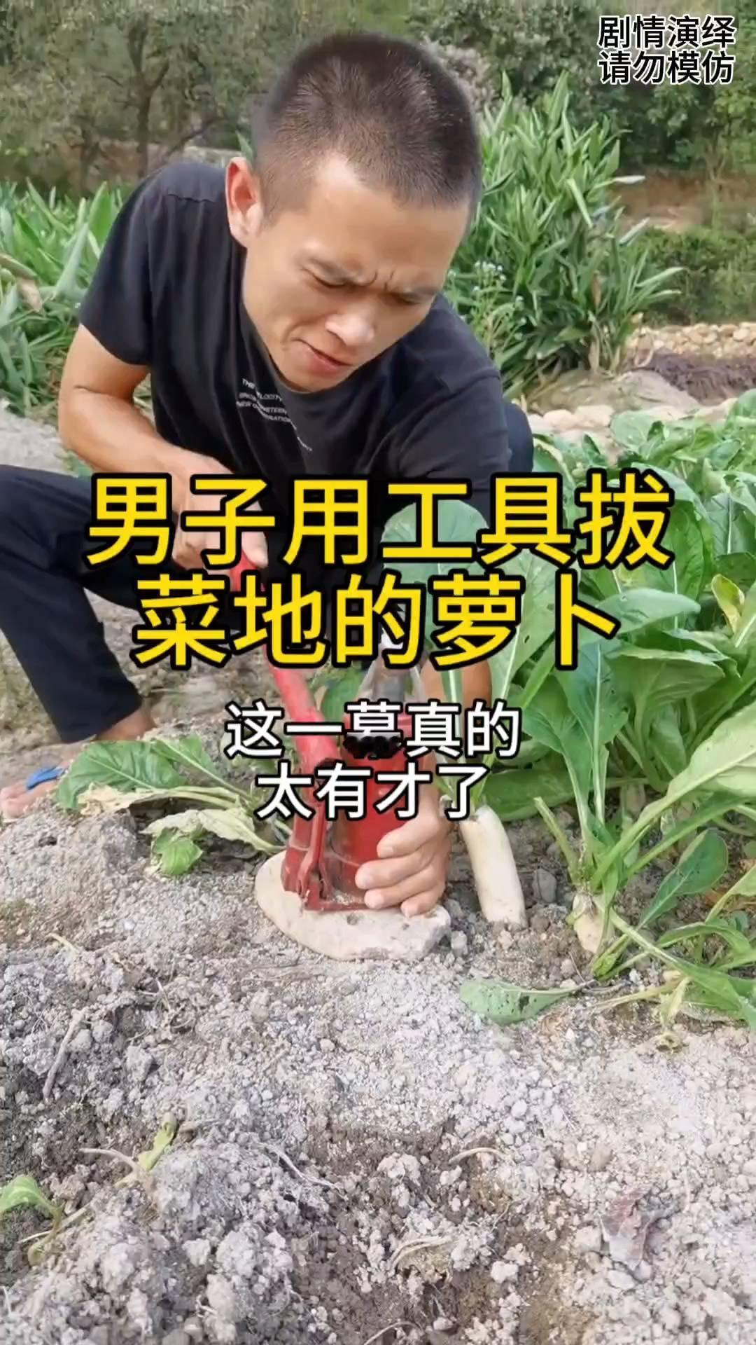 男子用工具拔菜地的萝卜。
男子来到菜园想要拔萝卜，于是他拿来工具套上萝卜，随后他
