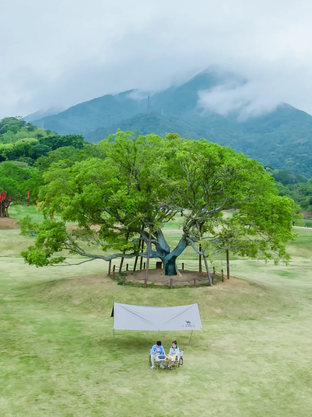 深圳极少人知道的 ，许愿树前露营也太带感了