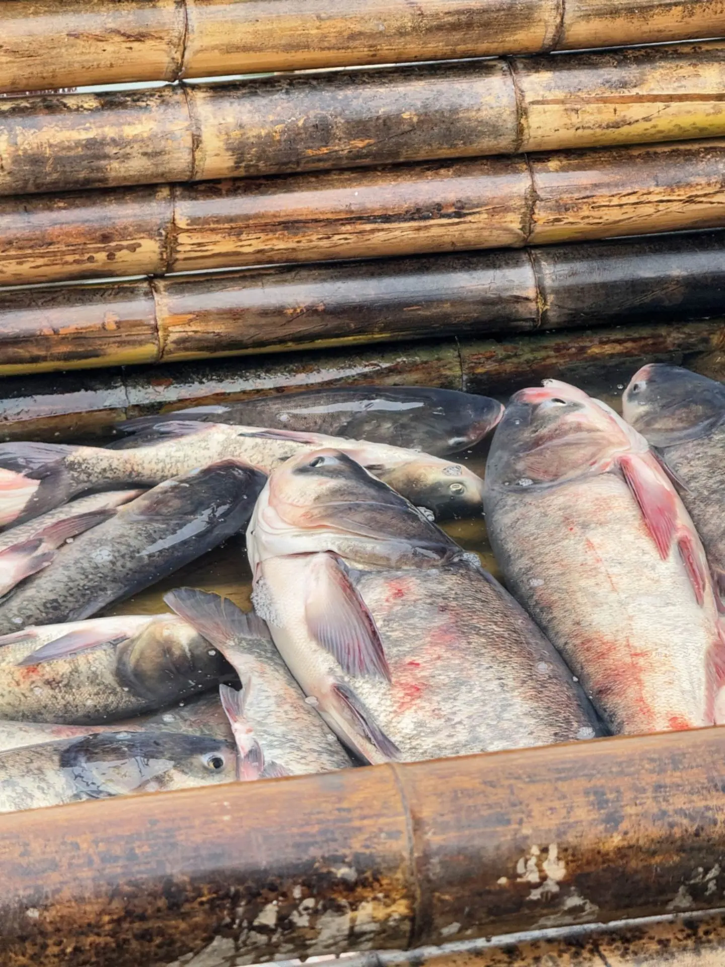 年味渐浓，却没了儿时的期待。